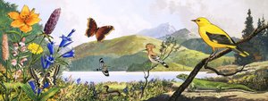 Wildlife van Centraal-Europa, illustratie uit 